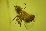 Fossil Ant, Beetle, Fly and Mite in Baltic Amber #163494-1
